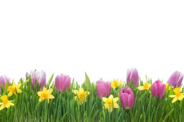 Nergis ve lale çiçekleri yeşil çimen