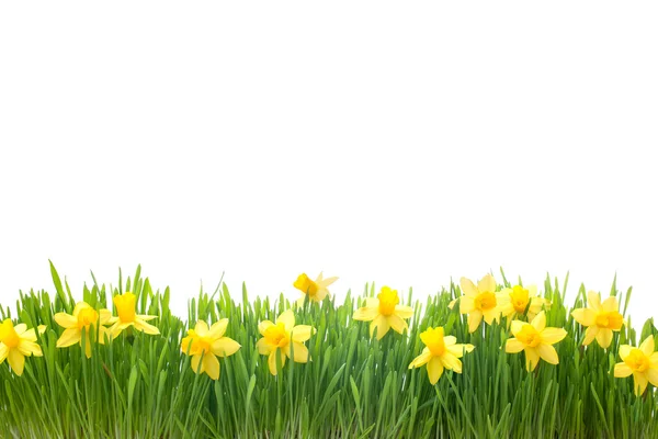 Spring narcissus flowers in green grass — Stock Photo, Image