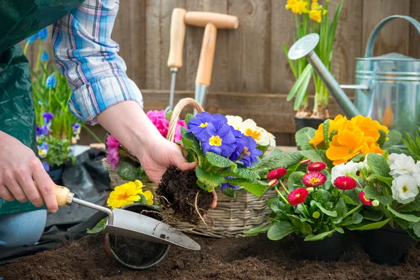 Tuinman planten van bloemen — Stockfoto