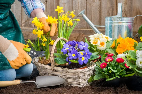Садовник сажает цветы — стоковое фото