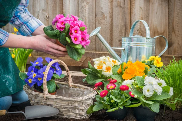 Gardener planting flowers — Stock Image Gardener planting flowers Royalty Free Stock Photos