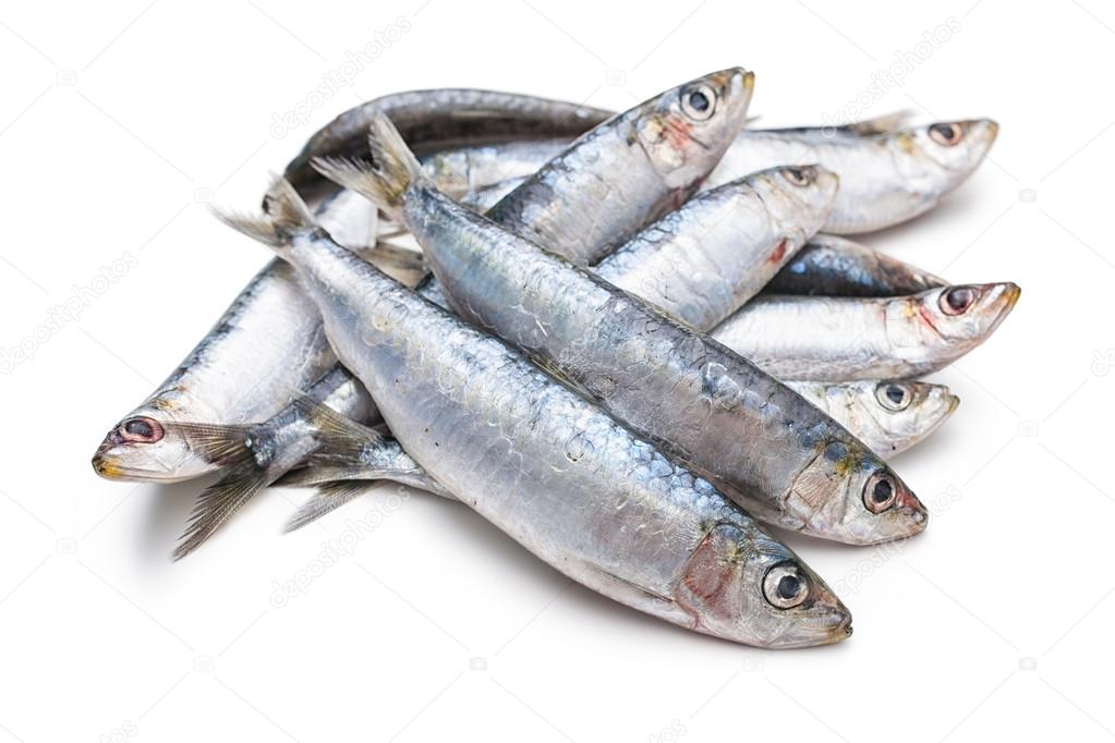 Fresh raw sardines