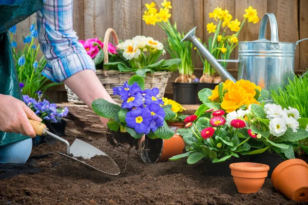 Jardineiro plantando flores — Fotografia de Stock