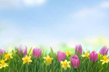 Spring narcissus and tulips flowers in green grass clipart
