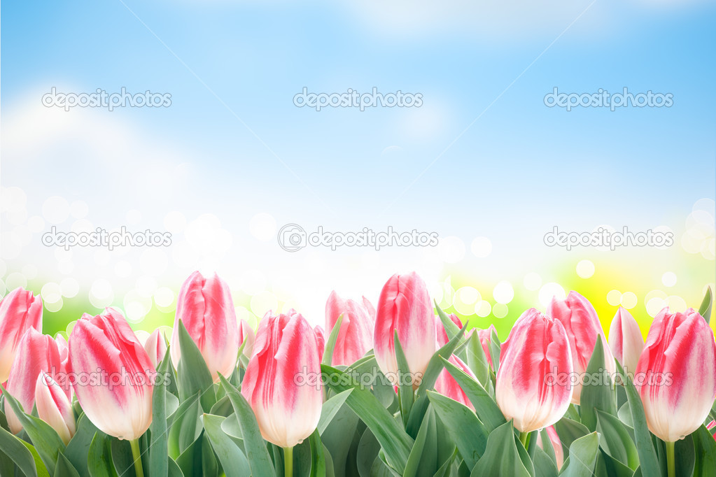 Spring tulips flowers in green grass