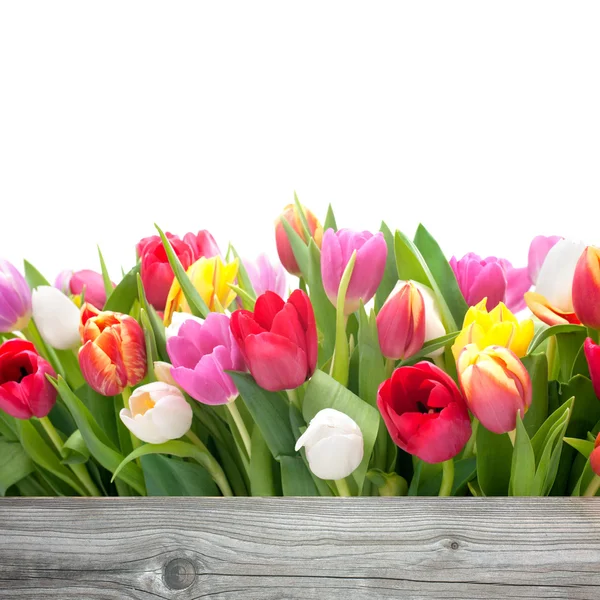 Весенние цветы тюльпанов — стоковое фото