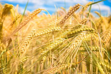 grainfield
