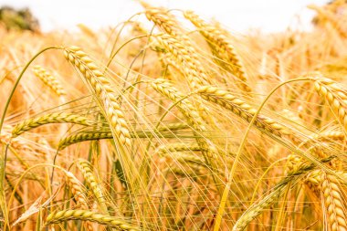grainfield