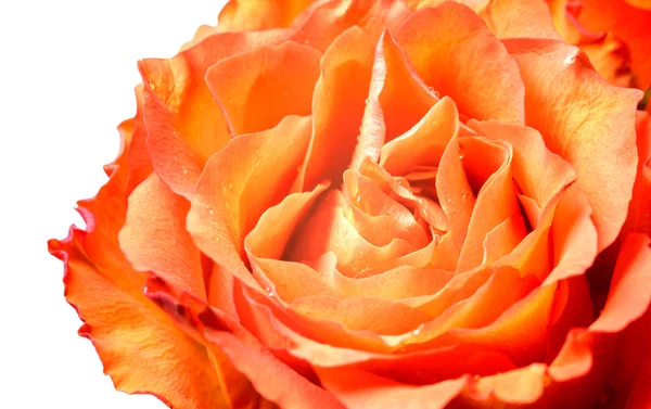 Лепестки апельсиновой розы — стоковое фото