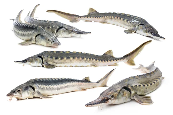 Sturgeon fisk collage — Stockfoto