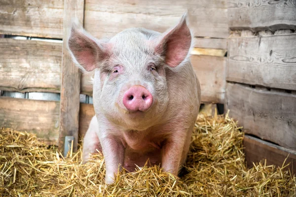 Pig on hay and straw — Stock Photo, Image