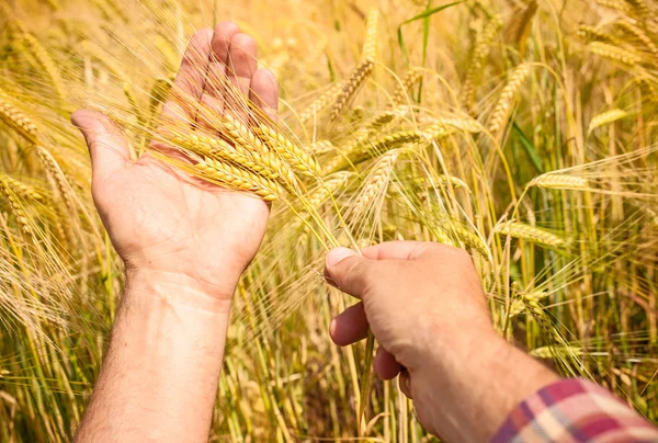 Вуха пшениці в руках — стокове фото