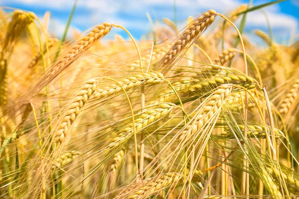 Grainfield — Stock Photo, Image