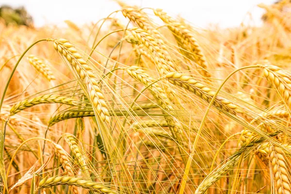 Campo di grano — Foto Stock