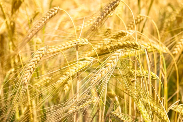 Campo de grano —  Fotos de Stock