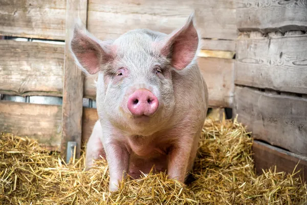 Cerdo fotos de stock, imágenes de Cerdo sin royalties | Depositphotos