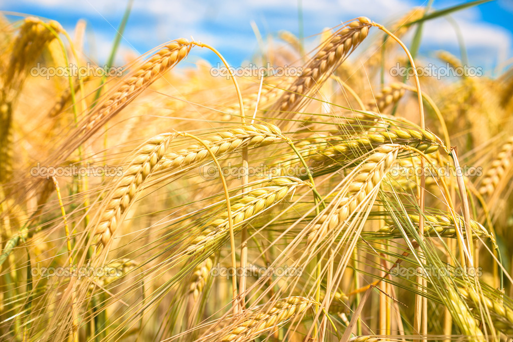 Grainfield Stock Photo by ©alexraths 49214067