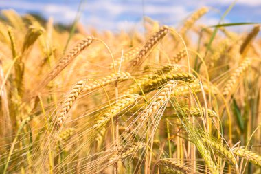 grainfield