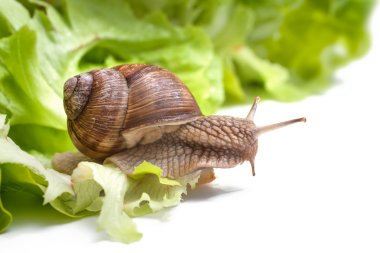 Helix pomatia, Burgundy salyangozu