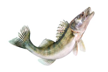 Zander fish isolated on white background. Pike perch river fish jumping out of water  clipart