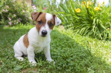 Mutlu Jack Russell teriyer köpek yavrusu çimlere bakıyor.