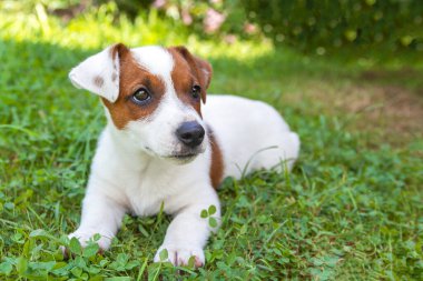 Çimlerin üzerinde Jack Russell Terrier köpeği. Puppy Jack Russell Terrier yakın plan yeşil halıda oynuyor. En sevdiği hayvan.
