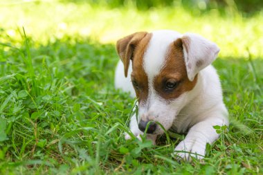 Çimlerin üzerinde Jack Russell Terrier köpeği. Puppy Jack Russell Terrier yakın plan yeşil halıda oynuyor. En sevdiği hayvan.