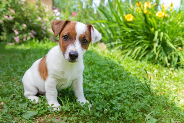 Mutlu Jack Russell teriyer köpek yavrusu çimlere bakıyor.