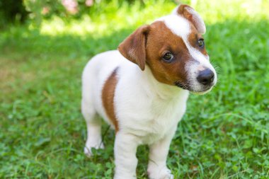 Mutlu Jack Russell teriyer köpek yavrusu çimlere bakıyor.