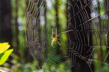Örümcek, ormanda kendisinin ördüğü bir ağın içinde oturur. Kapat..