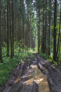 Yazın yeşil çam ve ladin ormanlarında su birikintileri olan engebeli ve engebeli bir toprak yol. Güneşli bir günde aydınlık ve gölgeler. Doğal arkaplan.