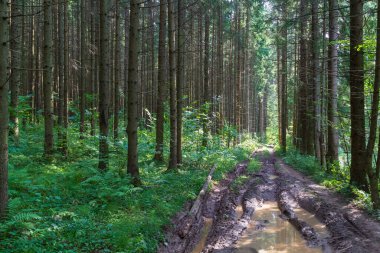 Yeşil çamlarda su birikintileri ve yazın ladin ormanları olan engebeli, boş toprak bir yol. Güneşli bir günde aydınlık ve gölgeler. Arazi Yolu.
