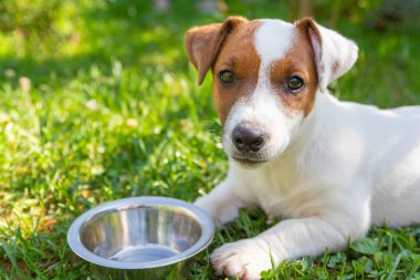 Köpekle ev hayatı. Üzgün gözlü aç köpek beslenmeyi bekliyor. Jack Russell Terrier Köpek Yavrusu..