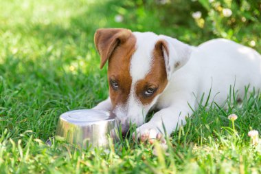 Köpekle ev hayatı. Üzgün gözlü aç köpek beslenmeyi bekliyor. Jack Russell Terrier Köpek Yavrusu..