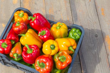 Tahta masada taze renkli dolma biber kutusu. Üst görünüm