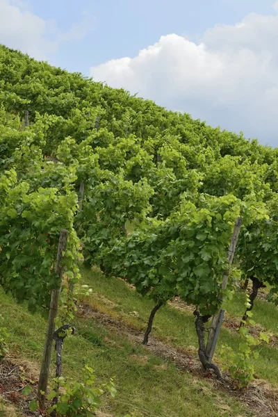 Heuvelachtig wijngaard #1, stuttgart — Stockfoto