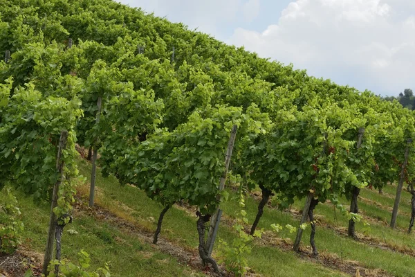 Hilly vineyard #2, Stuttgart — Stock Photo, Image