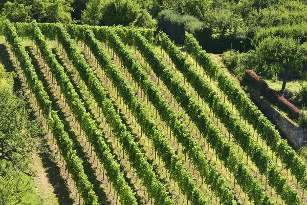 Hilly vineyard # 5, Штутгарт — стоковое фото