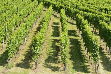 tepelik bağ #6, stuttgart