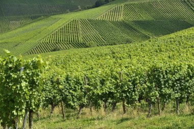 Vineyard manzara #4, stuttgart