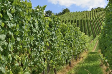 tepelik bağ #16, stuttgart