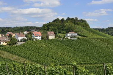 Vineyard manzara #5, stuttgart