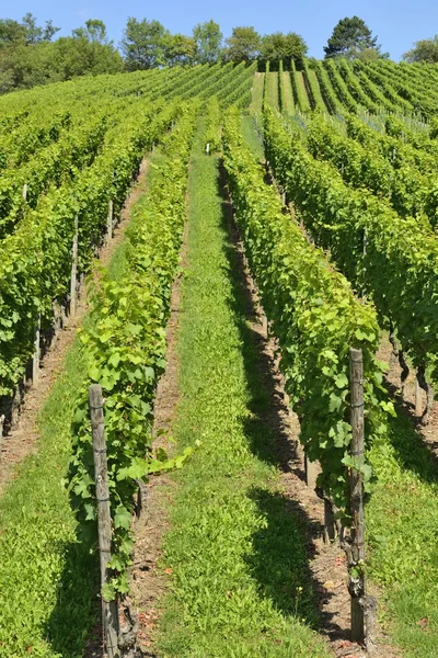 Hilly vineyard # 9, Штутгарт — стоковое фото