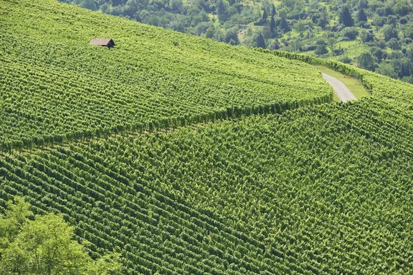 Szőlőskert táj #2, stuttgart — Stock Fotó