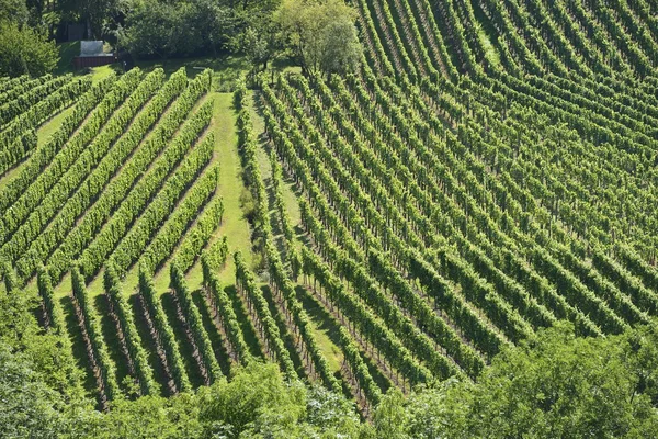 Hügeliges weingut # 10, stuttgart — Stockfoto