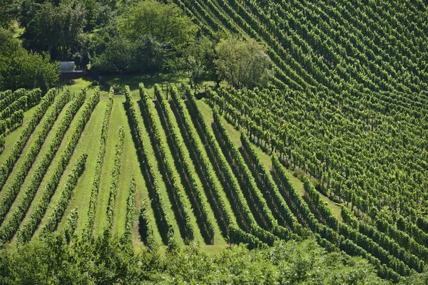 Hilly vineyard # 11, Штутгарт — стоковое фото
