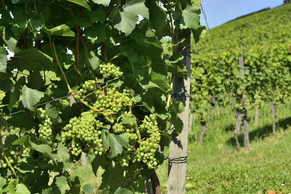 Stuttgart grapes #4 — Stock Photo, Image