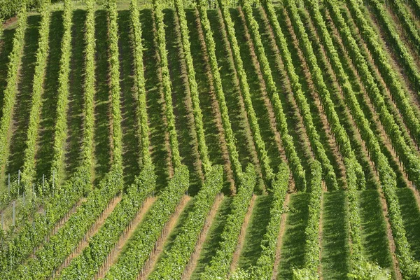 Hilly vineyard #13, Stuttgart — Stock Photo, Image