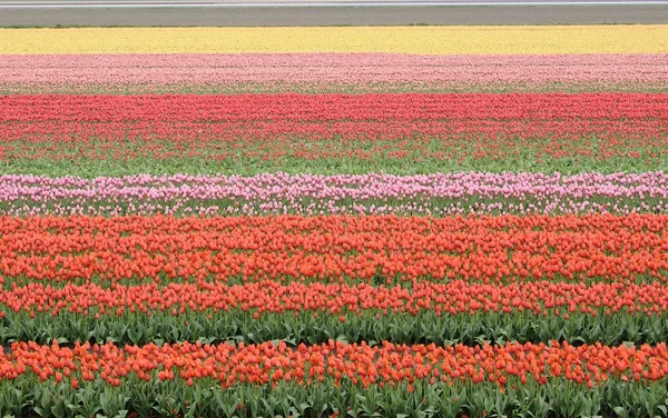 Barevný Tulipán pole, Nizozemsko — Stock fotografie