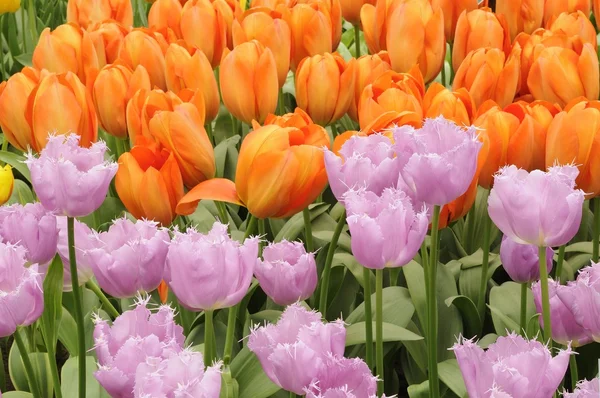 Flieder und Luftballontulpen, Niederlande — Stockfoto